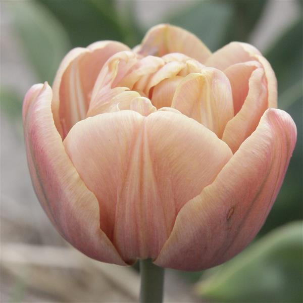 Bulbe tulipe La Belle Époque : 10 bulbes