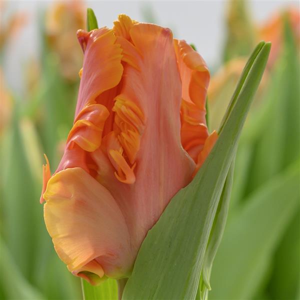 Bulbe tulipe Amazing Parrot : 10 bulbes
