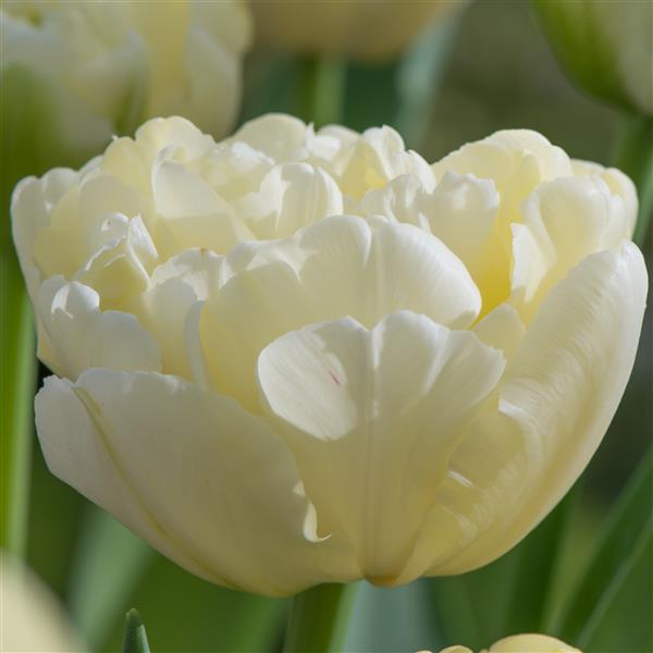 Bulbe tulipe Avant Garde : 10 bulbes