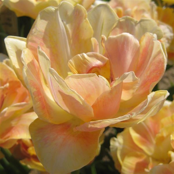 Bulbe tulipe Charming Lady : 10 bulbes