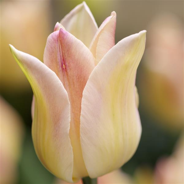 Bulbe tulipe Elegant Lady : 10 bulbes