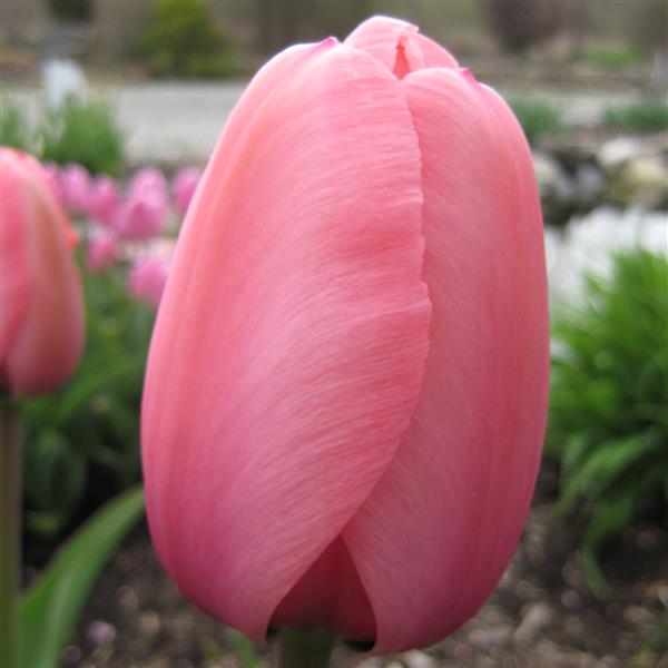 Bulbe tulipe Pink Impression : 10 bulbes