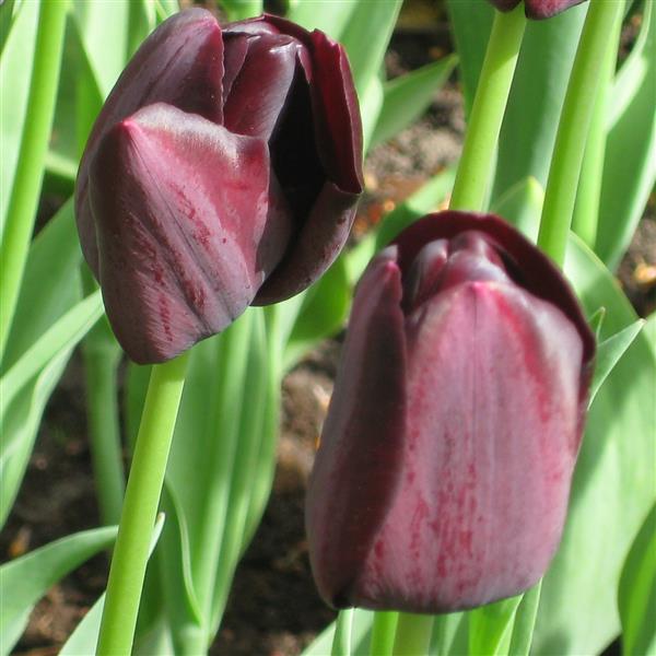 Bulbe tulipe Queen of Night : 10 bulbes