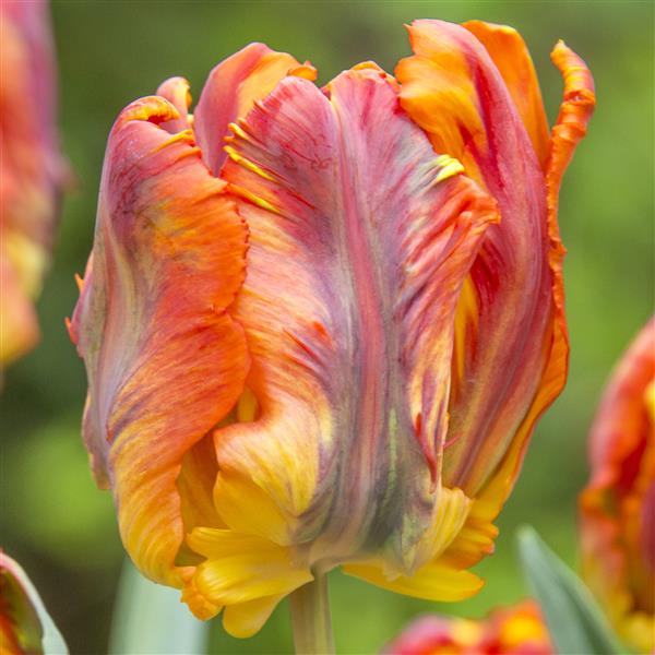 Bulbe tulipe Rasta Parrot : 10 bulbes