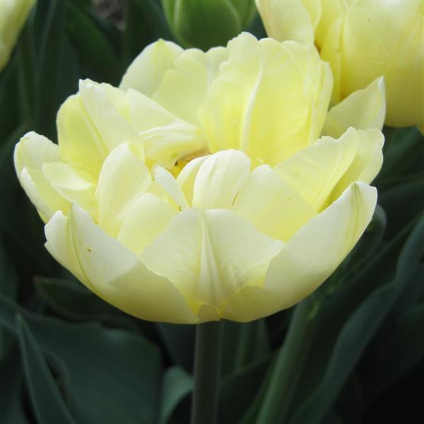 Bulbe tulipe Verona : 10 bulbes