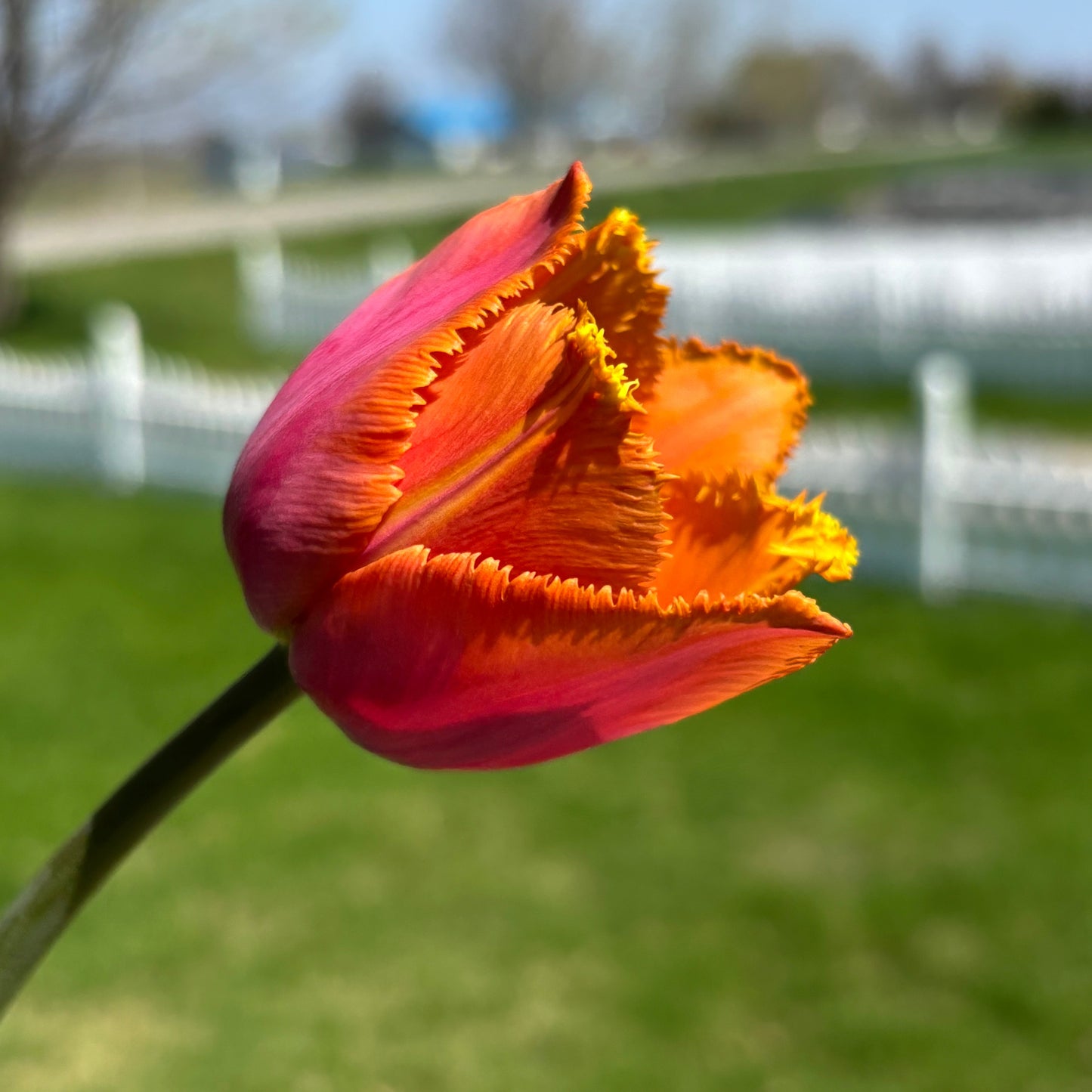 Bulbe tulipe Louvre Orange : 10 bulbes