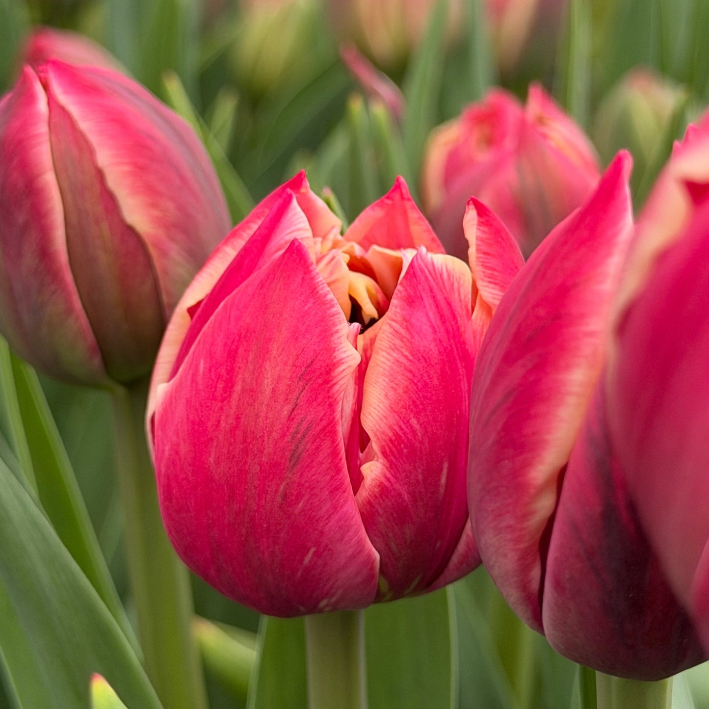 Bulbe tulipe Columbus : 10 bulbes