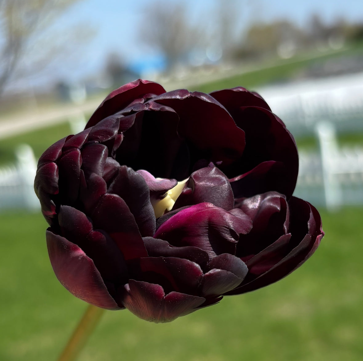 Bulbe tulipe Black Hero : 10 bulbes