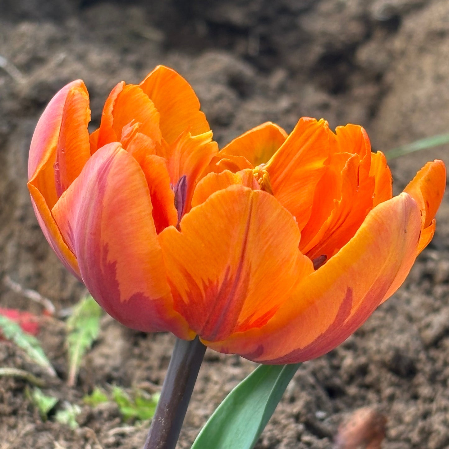 Bulbe tulipe Louvre Orange : 10 bulbes