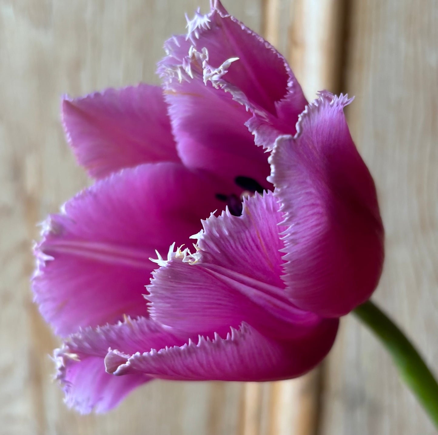 Bulbe tulipe Louvre : 10 bulbes