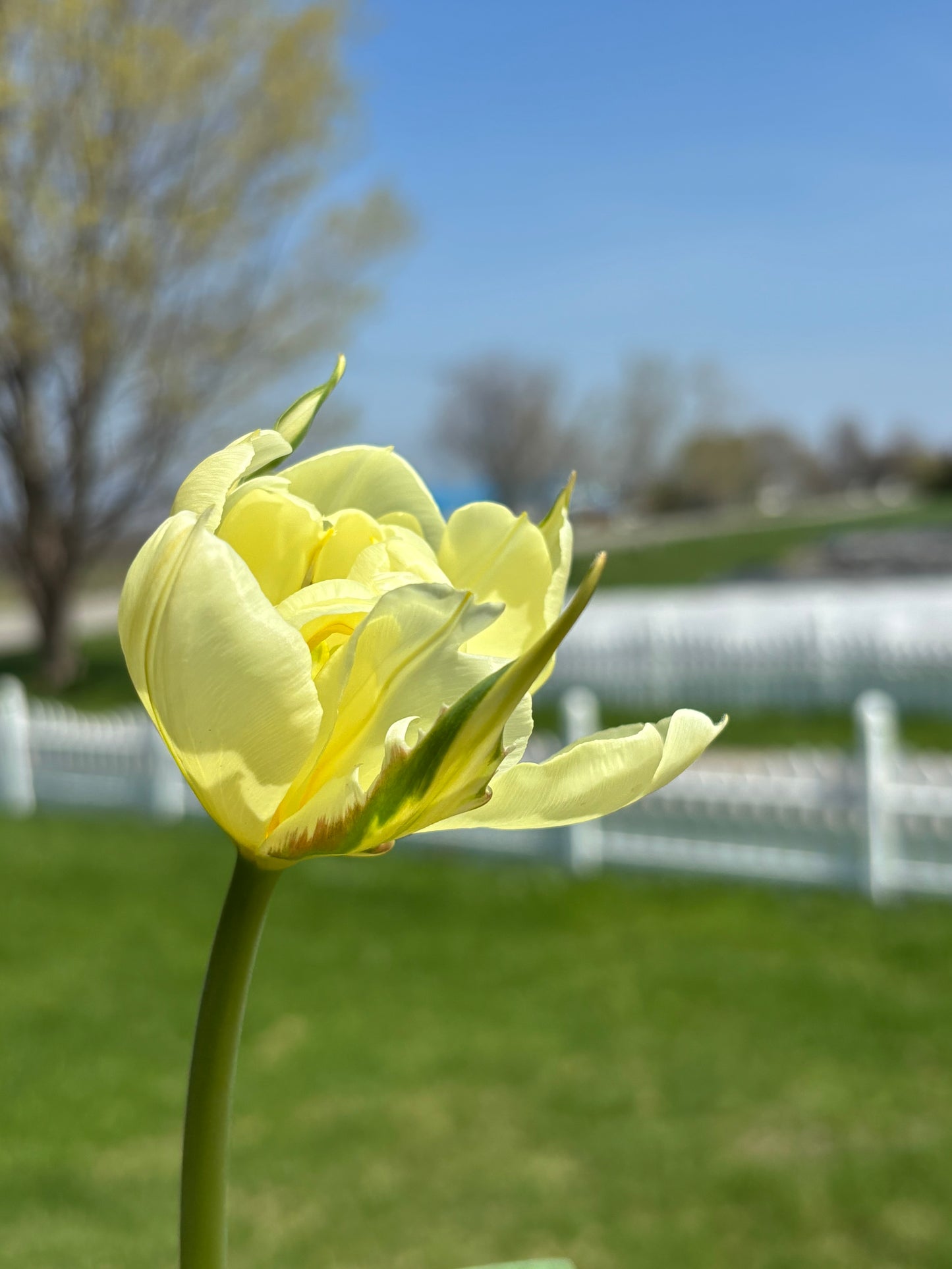 Bulbe tulipe Exotic Emperor : 10 bulbes