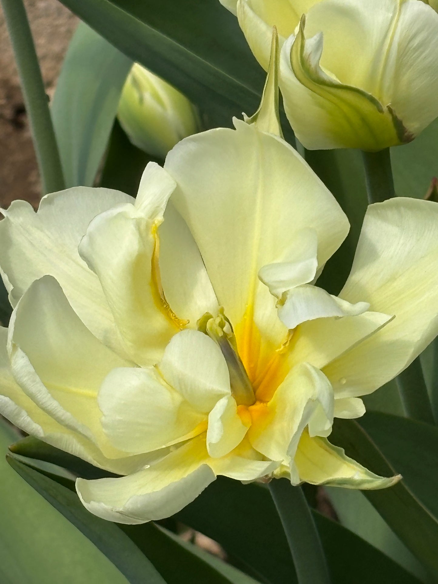 Bulbe tulipe Exotic Emperor : 10 bulbes