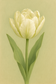 Bulbe tulipe Exotic Emperor : 10 bulbes