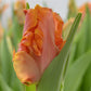 Bulbe tulipe Amazing Parrot : 10 bulbes