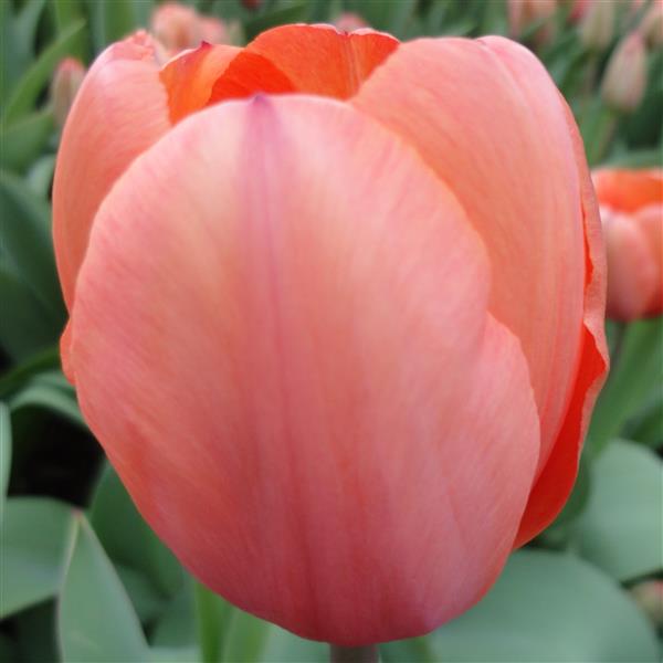 Bulbe tulipe Apricot Impression : 10 bulbes