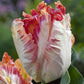 Bulbe tulipe Apricot Parrot : 10 bulbes