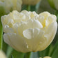 Bulbe tulipe Avant Garde : 10 bulbes