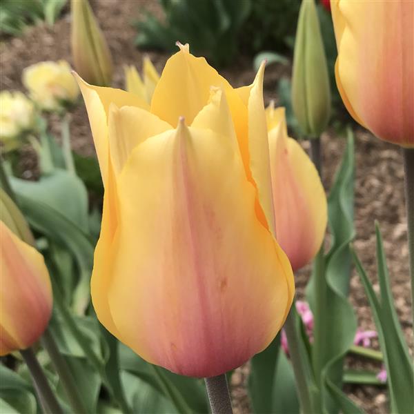 Bulbe tulipe Blushing Lady : 10 bulbes