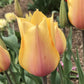 Bulbe tulipe Blushing Lady : 10 bulbes