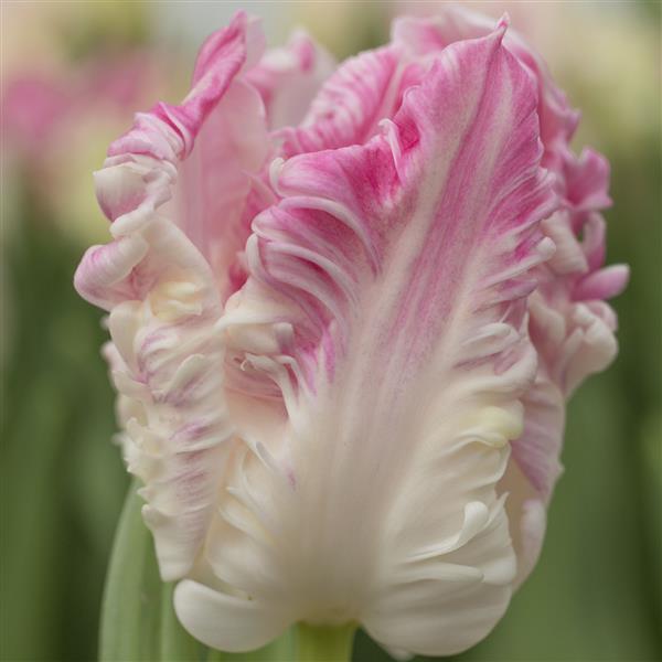 Bulbe tulipe Cabana : 10 bulbes