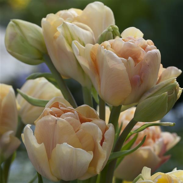 Bulbe tulipe Charming Beauty : 10 bulbes