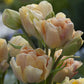 Bulbe tulipe Charming Beauty : 10 bulbes
