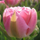 Bulbe tulipe Finola : 10 bulbes
