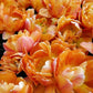 Bulbe tulipe Lorenzo : 10 bulbes