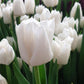 Bulbe tulipe Mondial : 10 bulbes
