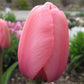 Bulbe tulipe Pink Impression : 10 bulbes