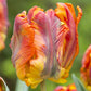 Bulbe tulipe Rasta Parrot : 10 bulbes