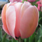 Bulbe tulipe Salmon Impression : 10 bulbes