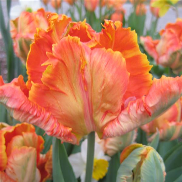 Bulbe tulipe Salmon Parrot : 10 bulbes
