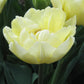 Bulbe tulipe Verona : 10 bulbes