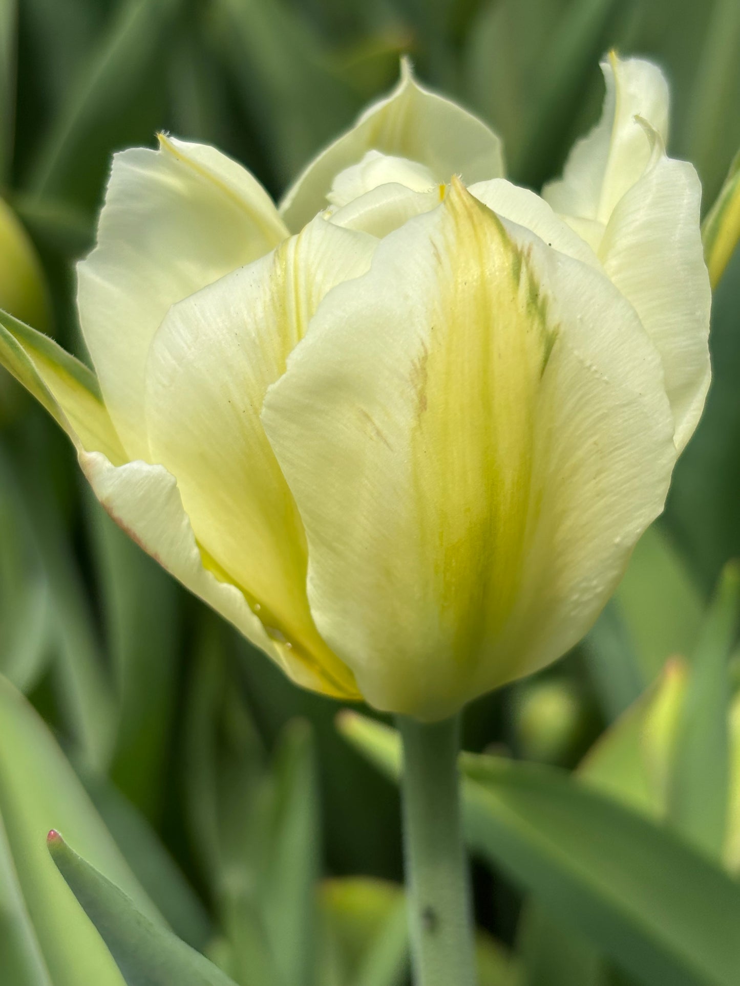 Bulbe tulipe Exotic Emperor : 10 bulbes