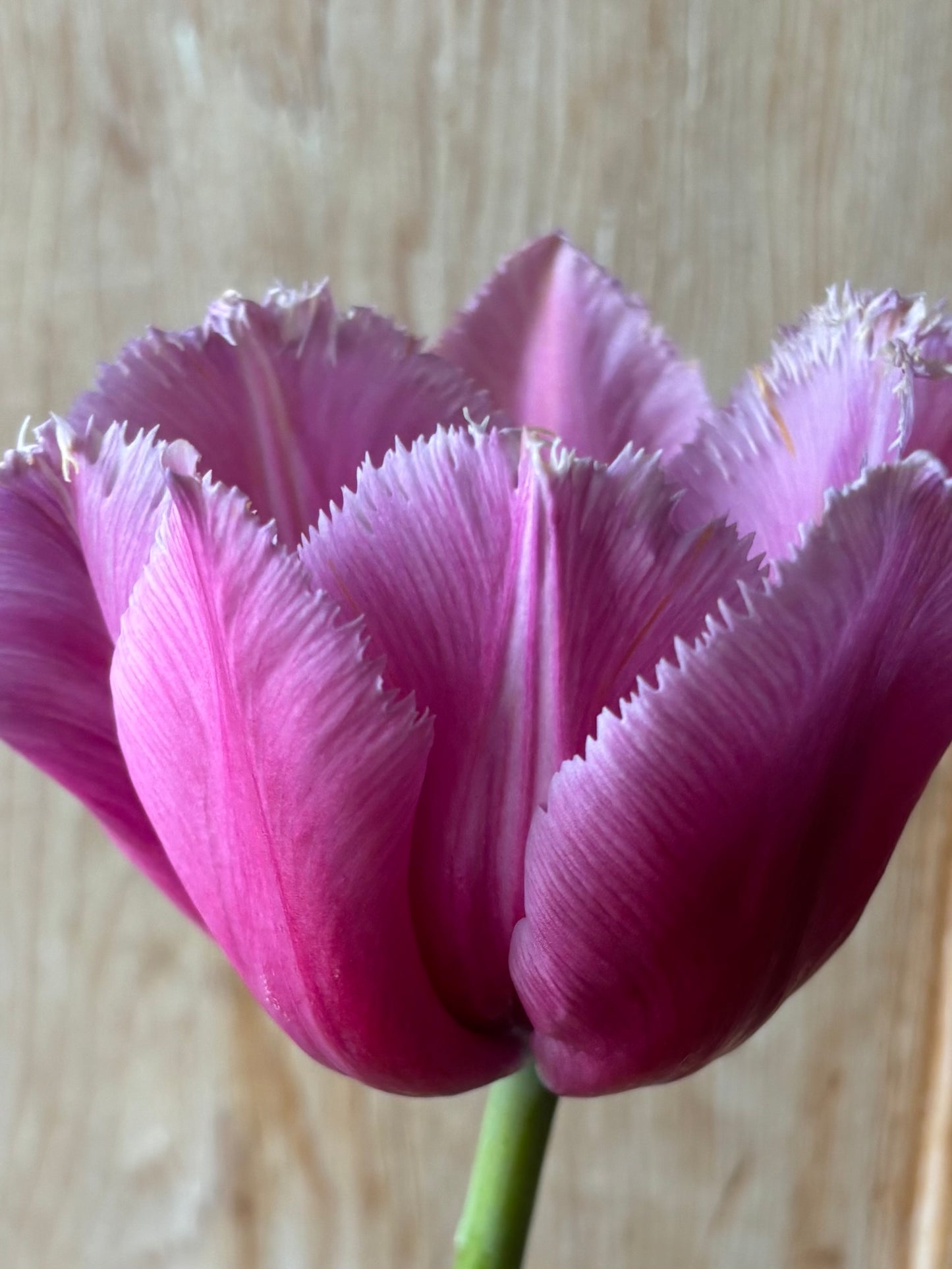 Bulbe tulipe Louvre : 10 bulbes