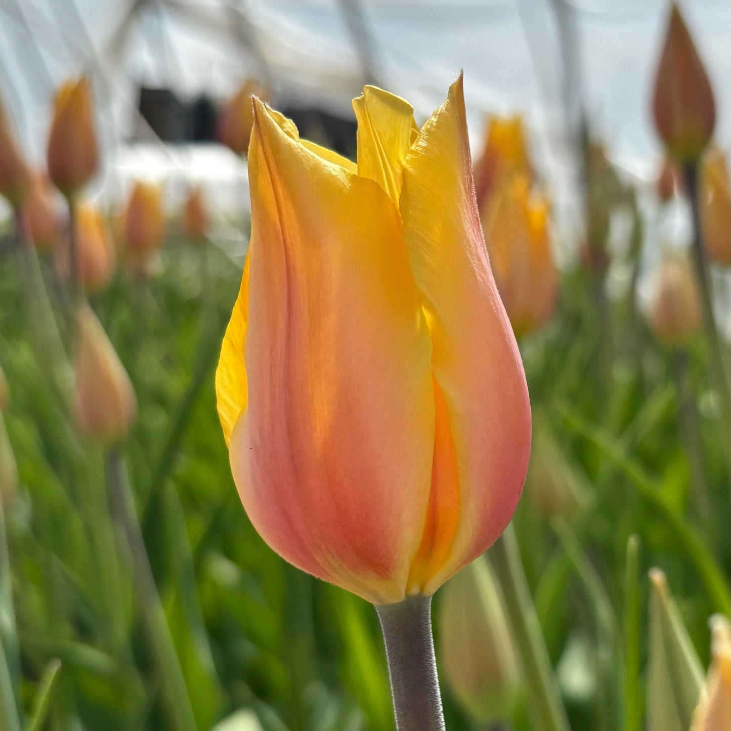Bulbe tulipe Blushing Lady : 10 bulbes