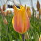Bulbe tulipe Blushing Lady : 10 bulbes