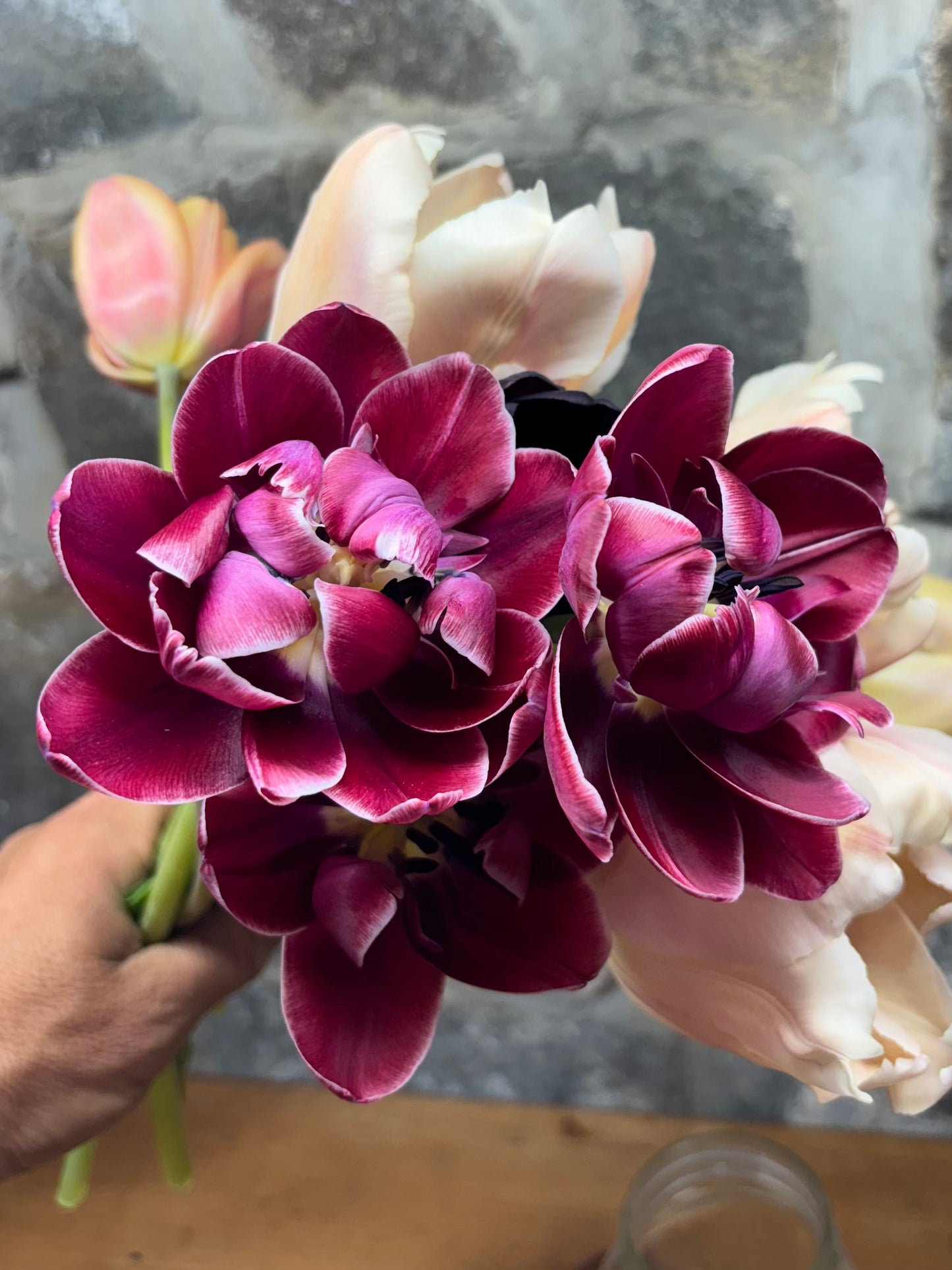 Bulbe tulipe Dream Touch : 10 bulbes