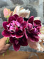 Bulbe tulipe Dream Touch : 10 bulbes