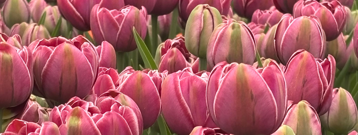 Bulbe tulipe Dream Touch : 10 bulbes