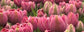 Bulbe tulipe Dream Touch : 10 bulbes