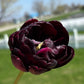 Bulbe tulipe Black Hero : 10 bulbes